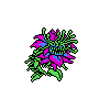 DvFlower